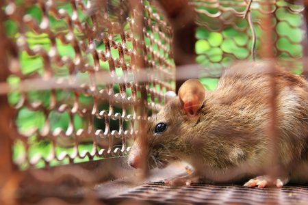 مكافحة الفئران مكافحة الفئران